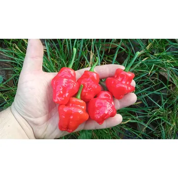 Semeno chilli-semena Jamaican Red