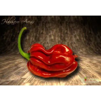 Semeno chilli-semena Habanero Avenir