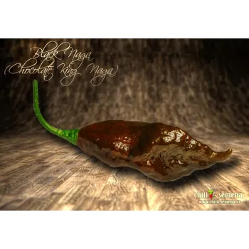 Semeno chilli-semena Black Naga (Chocolate King Naga)