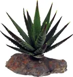 Lucky Reptile Tiger Aloe 8 cm