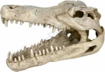 Dekorace do akvária Lebka z krokodýla velká 14 cm