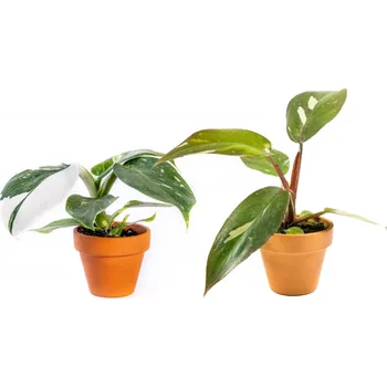 Gardners Set rostlin Duo Philodendron White Princess a Pink Princess Filodendron