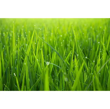 Plakát Plakát, Obraz - Morning Dew Drops on Green Leafs, Fentino