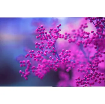 Plakát Plakát, Obraz - Close up The Purple small round, oxygen