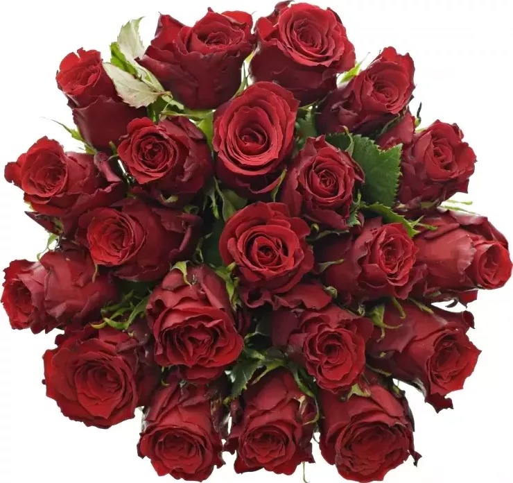 Kytice 21 rudých růží RED TORCH 50cm
