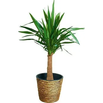 Květináč A.H.G. Obal na květináč, ø 40 cm, 32 cm, plast, přírodní 1-15910070-A