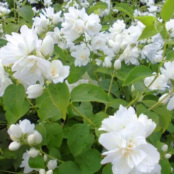 Sazenice PUSTORYL ´SCHNEESTURM´ kont. 2L