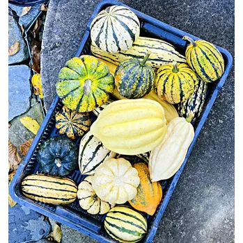 Semeno Lofthousova zimní tykev