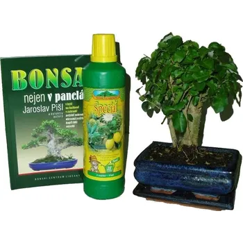Sazenice Bonsai střední rovná zelkova varianta B
