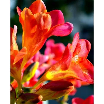 Svíčka Esenciální olej do svíček a mýdel Varianta: Frézie