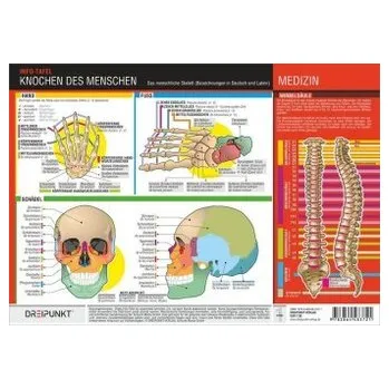 Knochen des Menschen, 1 Info-Tafel - Schulze, Michael