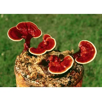 Sazenice Přírodna, z.s. Sadba lesklokorka lesklá reishi 10g