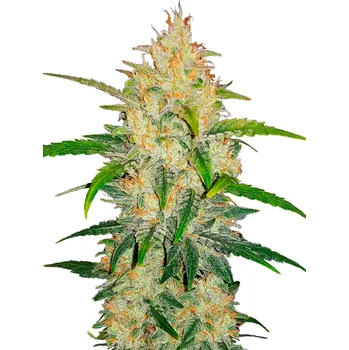 Semeno FastBuds Zkittlez Auto Balení: 1ks