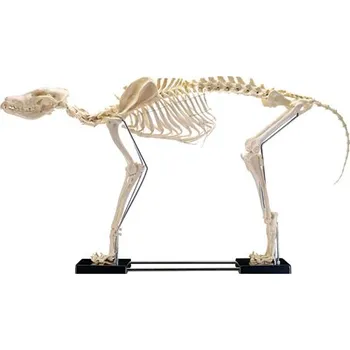 Kostra psa - velký model