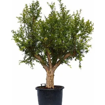 Sazenice Granátové jablko Q80/90 (PUNICA GRANATUM) Ramificado Grande - ramificado / kmen 80/90cm
