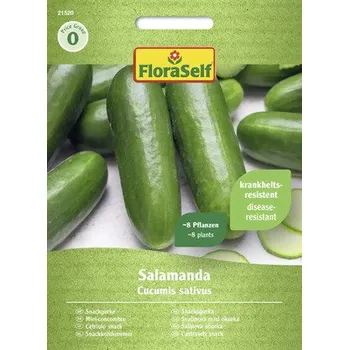 Semeno Okurka Salamanda FloraSelf F1 hybrid