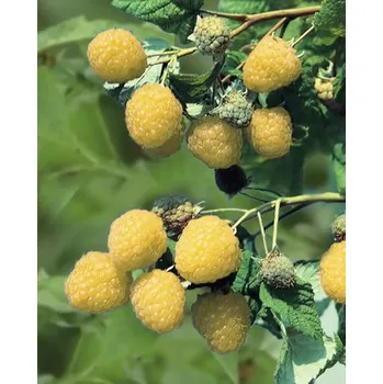 Maliník žlutý podzimní BIO FloraSelf Bio 'Golden Everest' květináč 2 l