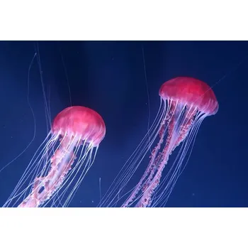 Plakát Plakát, Obraz - Beautiful jellyfishes floating in water, Busà Photography