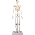 Erler Zimmer Kostra člověka zmenšený…