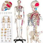 tectake Anatomický model lidská kostra…