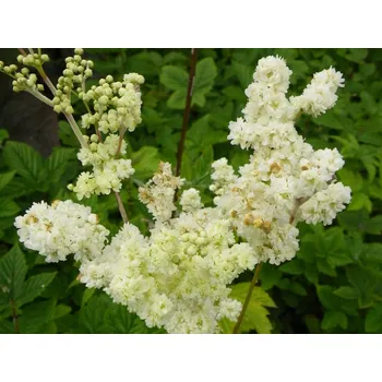 Sazenice Tužebník jilmový Filipendula Ulmaria v kontejneru C2