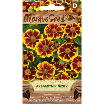 Semeno Aksamitník rozkladitý jednoduchý, hnědo-žlutý 03619