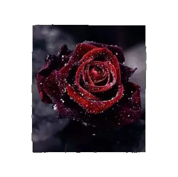 Diamantové malování ParNarZar Diamantové malování podle čísla - Růže v dešti 35 x 35