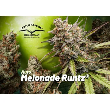 Semeno Dutch Passion AUTO Melonade Runtz Počet ks Feminizované: 3