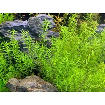 Dekorace do akvária Rotala sp. "Wayanad" (IN-VITRO Ø 7 cm)