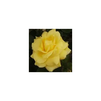 Sazenice Rosa hybr. (CH) Landora 20/30 cm