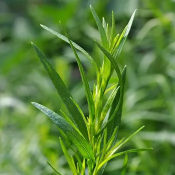 Herbarium Estragon list Hmotnost: 20 g