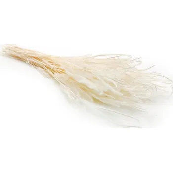 mech-mech.cz Sušené Ouro - Vybělené