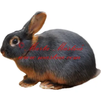 Samolepka králík tříslový modrý