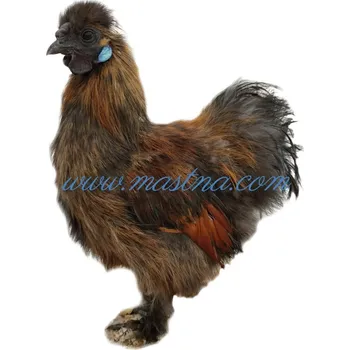 Samolepka slepice hedvábnička ddivoce zbarvená, drůbež