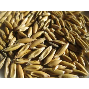 Krmivo pro koně Kelečsko a.s. Oves celé zrno 35kg Kelečsko