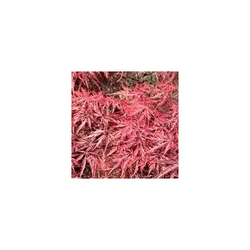 Sazenice Acer palmatum Firecracker 60/80 cm
