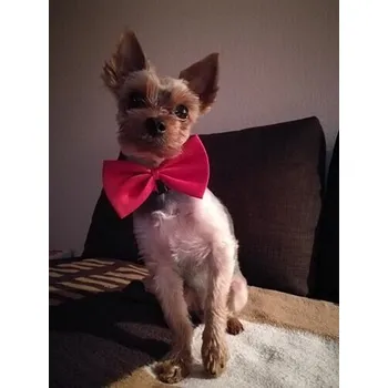 Obojek pro psa Vsepropejska Gentle tmavě růžový motýlek pro psa | 20 - 42 cm