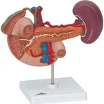3B Scientific Zadní orgány břišní…