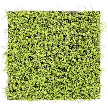 umělá květina Umělá živá zelená stěna SOLEIROLIA, 50 x 50cm