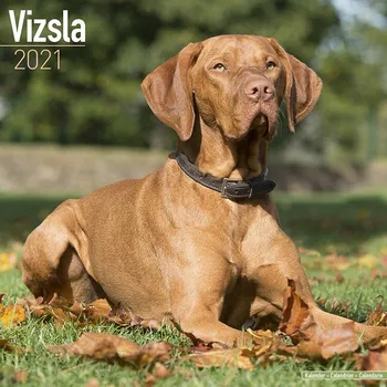Kalendář Vizsla Kalendář Maďarský ohař krátkosrstý 2021