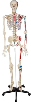 Tectake Anatomický model lidská kostra 180 cm