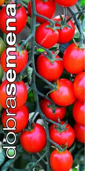semena Dobrá semena Consuelo F1 rajče tyčkové 10 ks