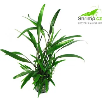 Akvarijní rostlina Kryptokoryna lucens - košík (Cryptocoryne lucens)