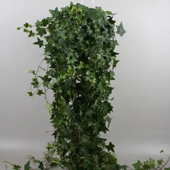 Sazenice Hedera helix 'Pittsburgh' 40 cm, vyvazovaný