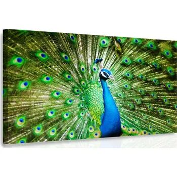 Obraz Malvis ® Obraz - Páv Velikost: 60x40 cm