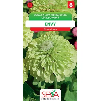 Semeno Ostálka jiřinkokvětá - Envy - zelená