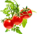 Click and Grow Mini rajčata kapsle 3 ks