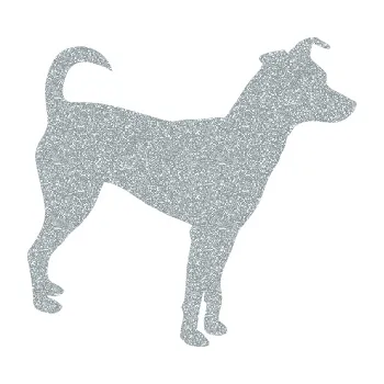 Autodoplněk Samolepka na auto Pes 100 pravá Pražský krysařík (91 - Ultra Metalic stříbrná metalíza) NÁLEPKA, FÓLIE, POLEPY, TUNING, VLASTNÍ TEXT, TISK, AUTOSAMOLEPKY.cz, SAMOLEPKY, OBRÁZEK, LOGO, VÝROBA, PRODEJ