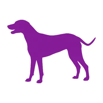 Polep vozidla SAMOLEPKA Pes 095 levá Dalmatin (14 - fialová) NA AUTO, NÁLEPKA, FÓLIE, POLEP, TUNING, VLASTNÍ TEXT, TISK, AUTOSAMOLEPKY.cz, POLEPY, OBRÁZEK, LOGO, SAMOLEPKY