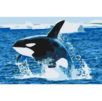 Malování podle čísel - Výskok kosatky Velikost: 40x60cm, Rámování: Pouze srolované plátno